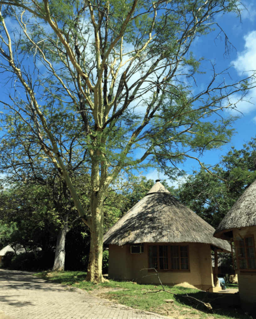 Em meio às arvores, estão dois bungalows com telhado de palha do acampamento Skukuza no Kruger National Park.